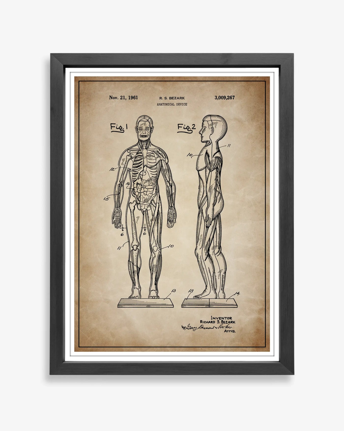 Unframed antique parchment style patent poster illustrating the Anatomical Body design.