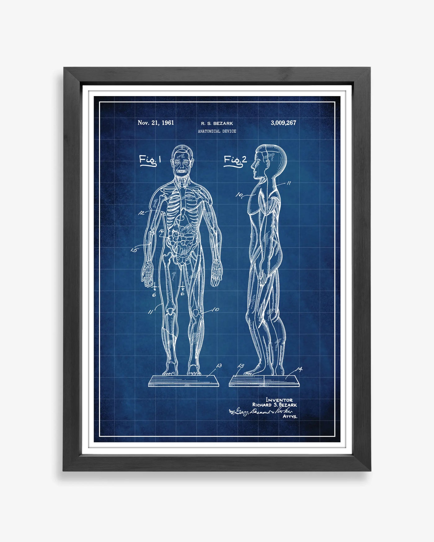 Unframed blueprint style patent poster illustrating the Anatomical Body design.