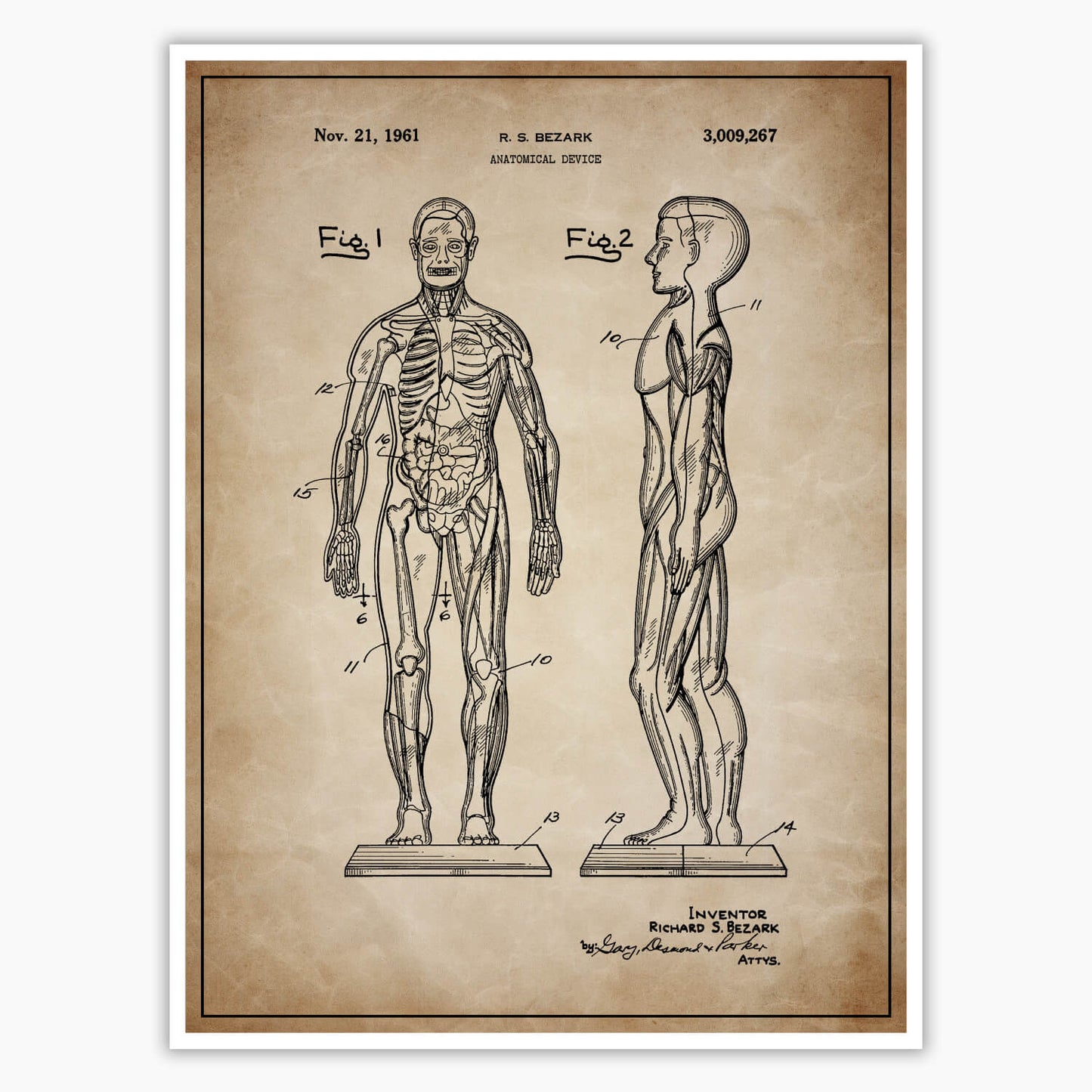 Anatomical Body Patent Poster