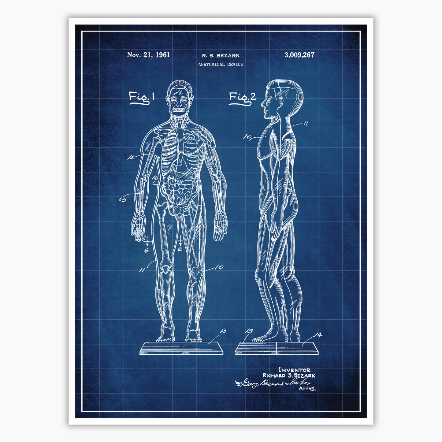 Anatomical Body Patent Poster