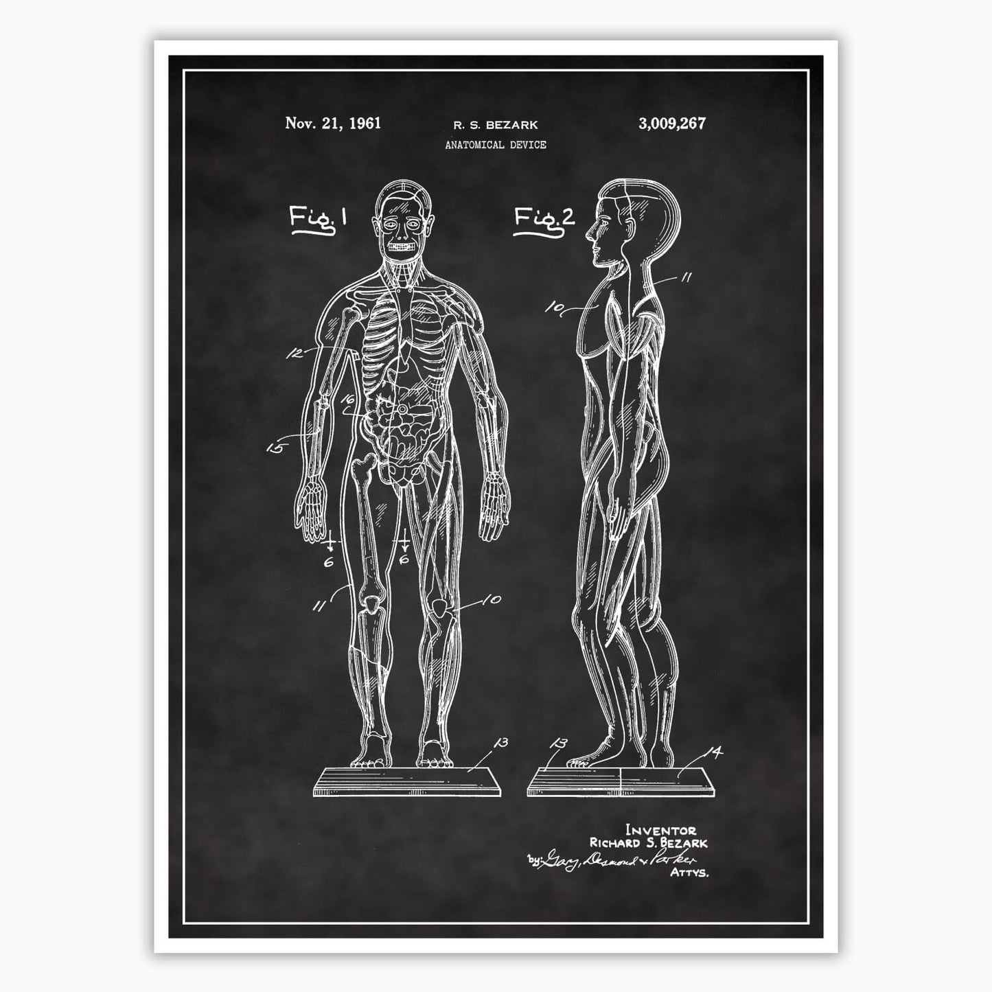 Anatomical Body Patent Poster
