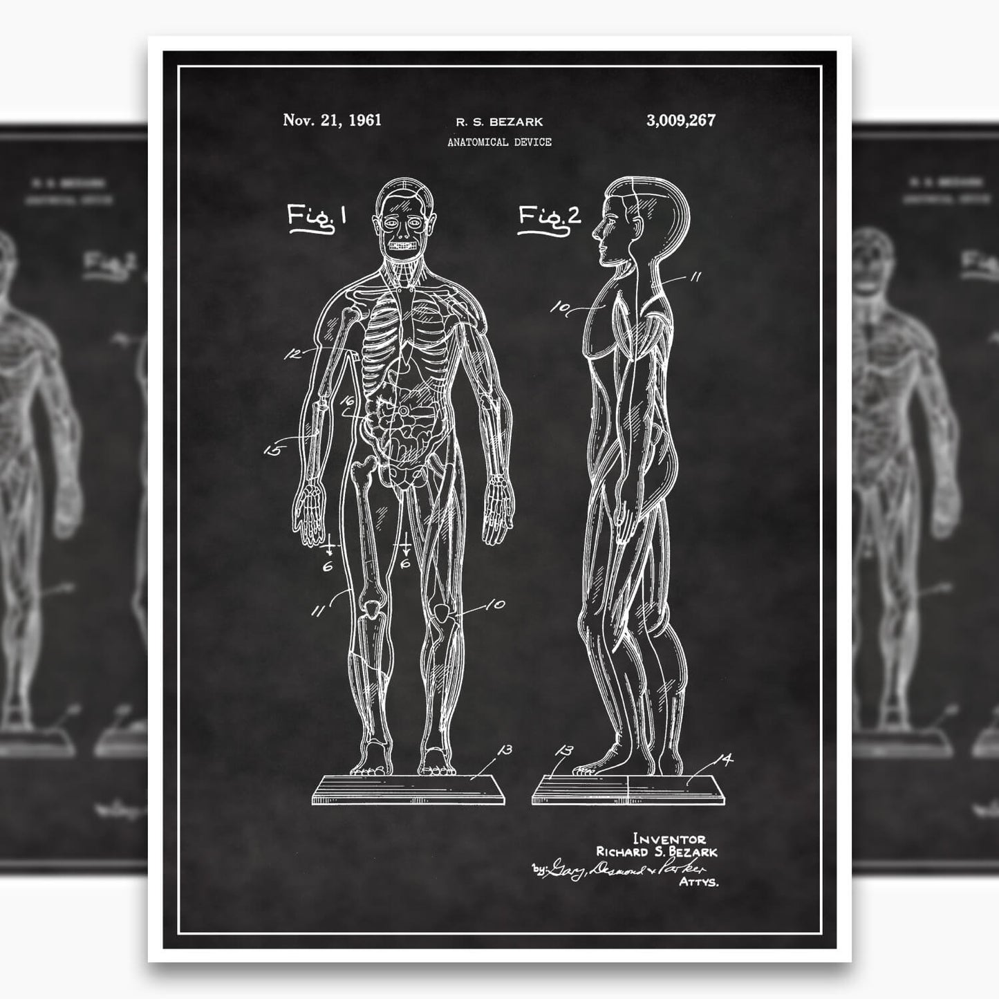 Anatomical Body Patent Poster