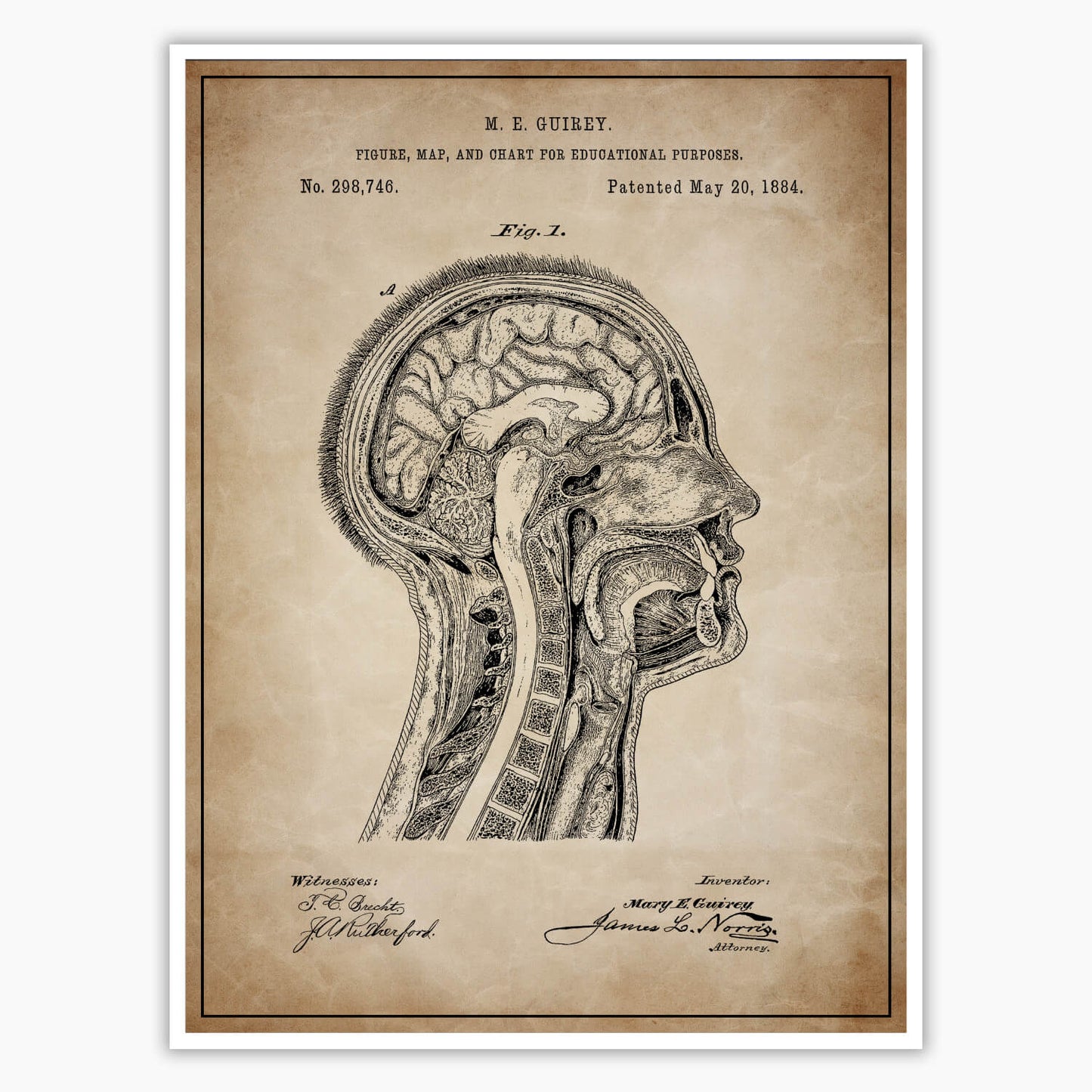 Anatomical Head Patent Poster