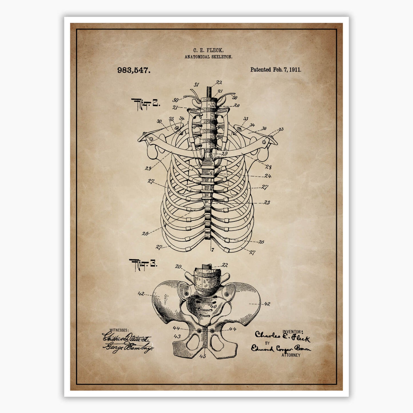 Anatomical Rib Cage Patent Poster