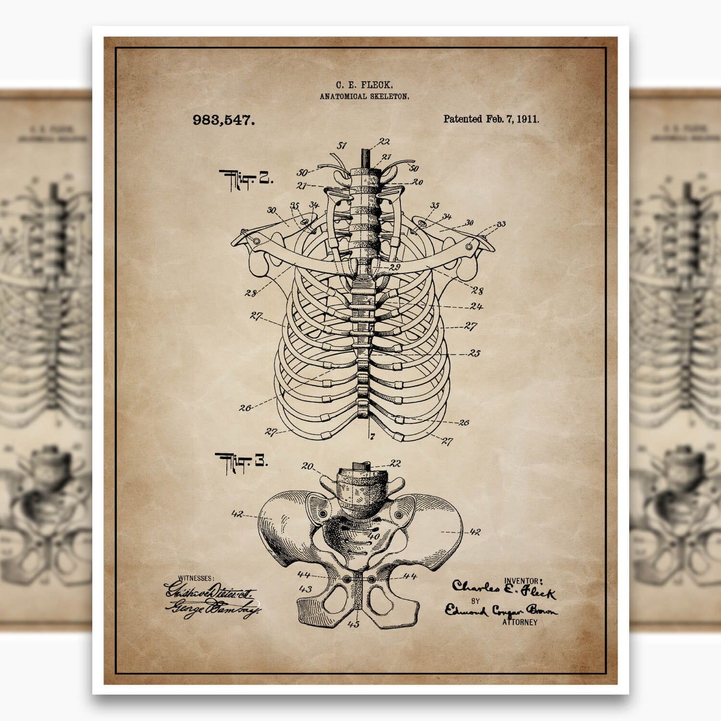 Anatomical Rib Cage Patent Poster