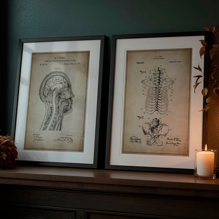Anatomical Head and Rib Cage Mini Bundle