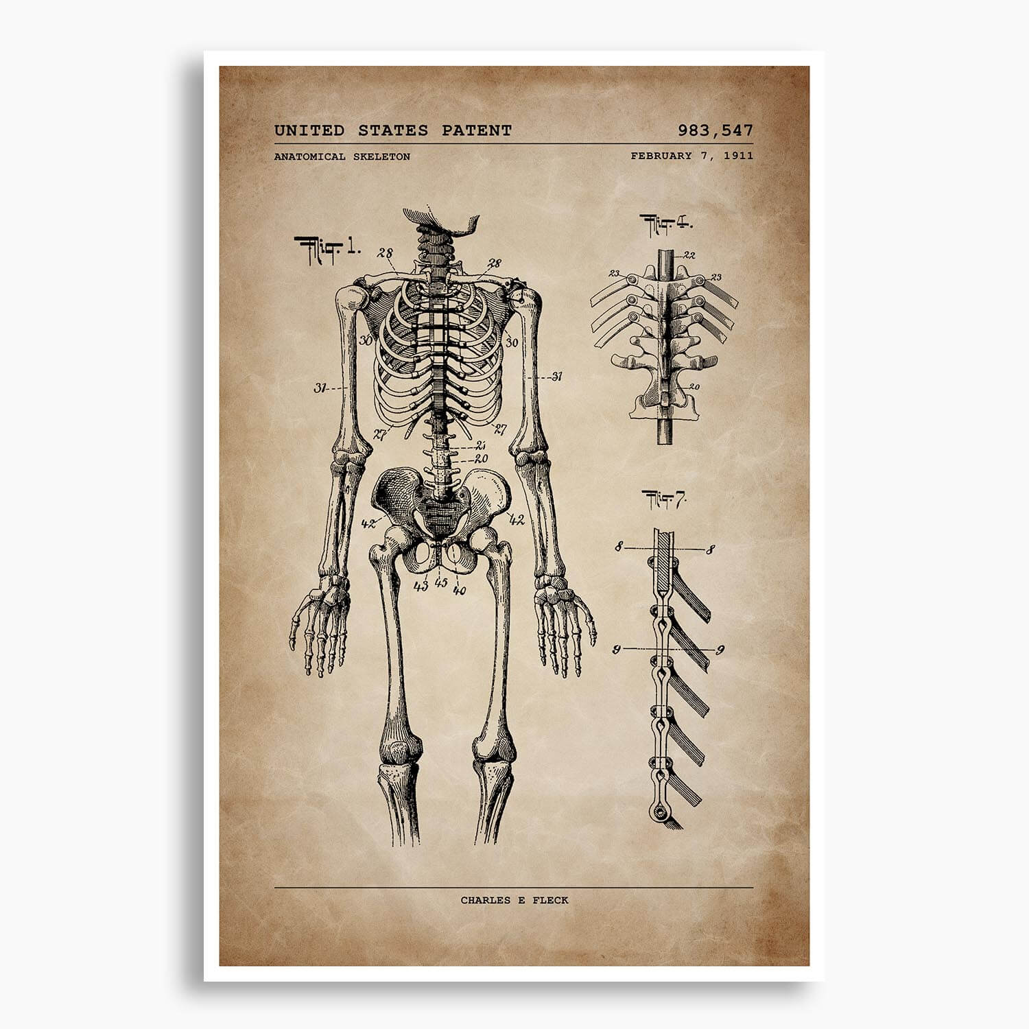 Anatomical Skeleton Patent Poster; Patent Artwork